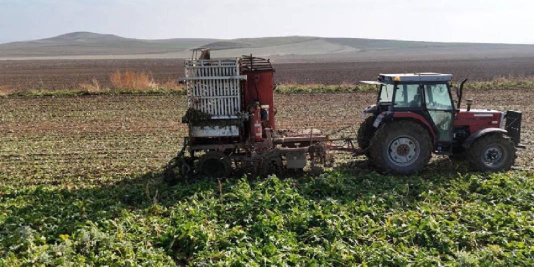 Gün doğmadan tarlaya giriyor, son ürünleri topluyorlar! Ankara’da hasat sürüyor: Alım ve fiyat garantisi umut oluyor 3